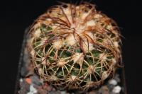 Discocactus-bahiensis-ssp.-gracilis-MH-637-C